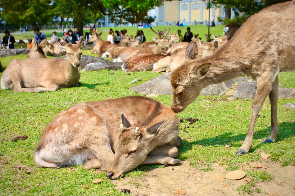 5 Fun Things to Do in&nbsp;Nara