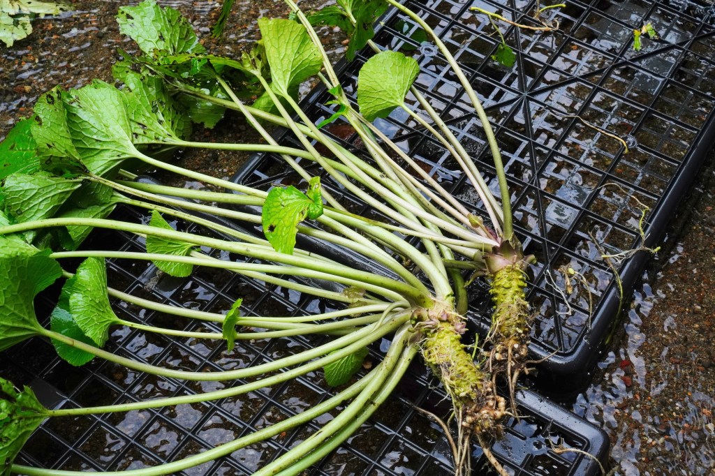 What is Wasabi? Common Questions&nbsp;Answered